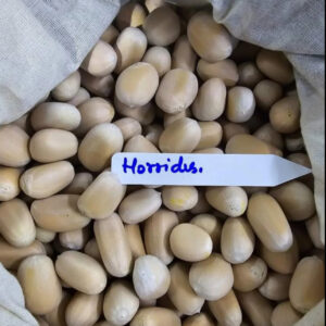 fresh Encephalartos horridus seeds for sale
