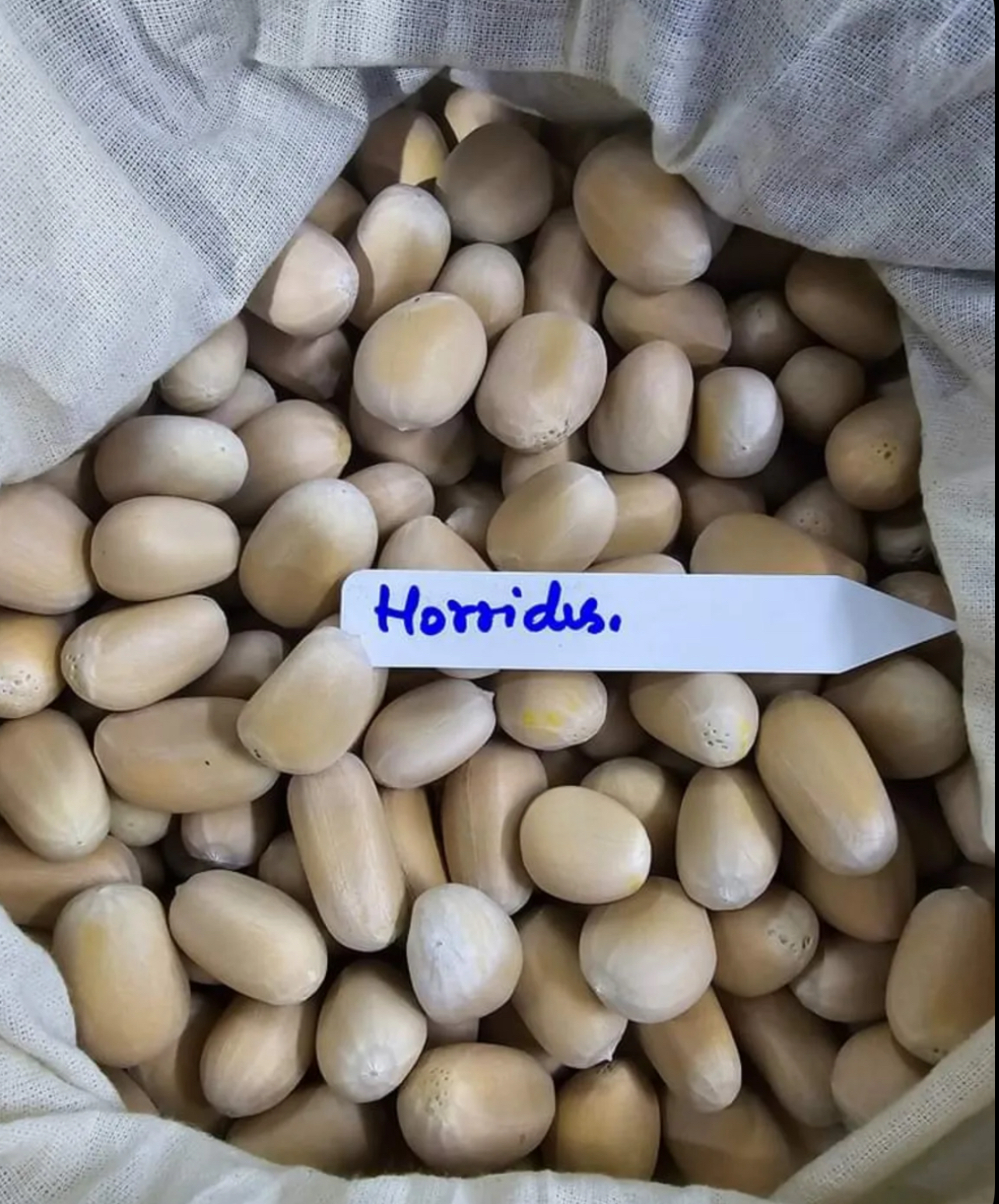 fresh Encephalartos horridus seeds for sale