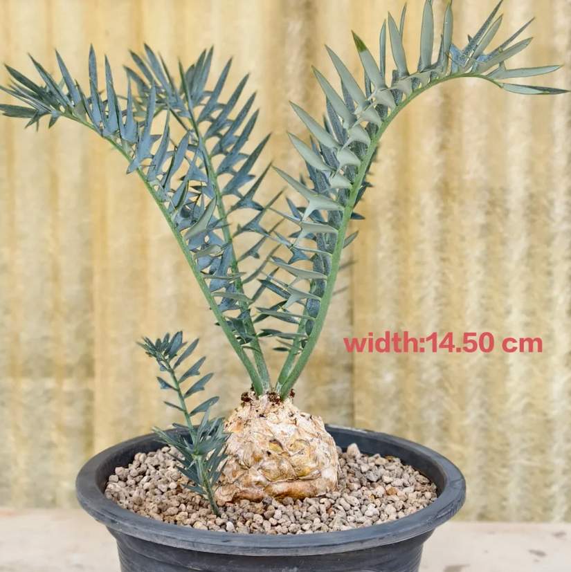 fresh Encephalartos horridus seeds for sale