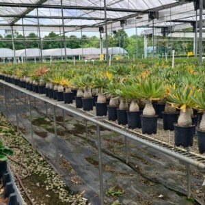 pachypodium rosuatum var.gracilius