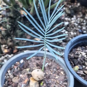 Cycas cairnsiana