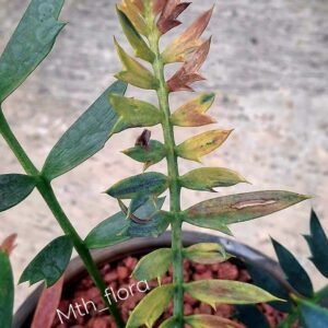 Encephalartos Arenarius True Blue
