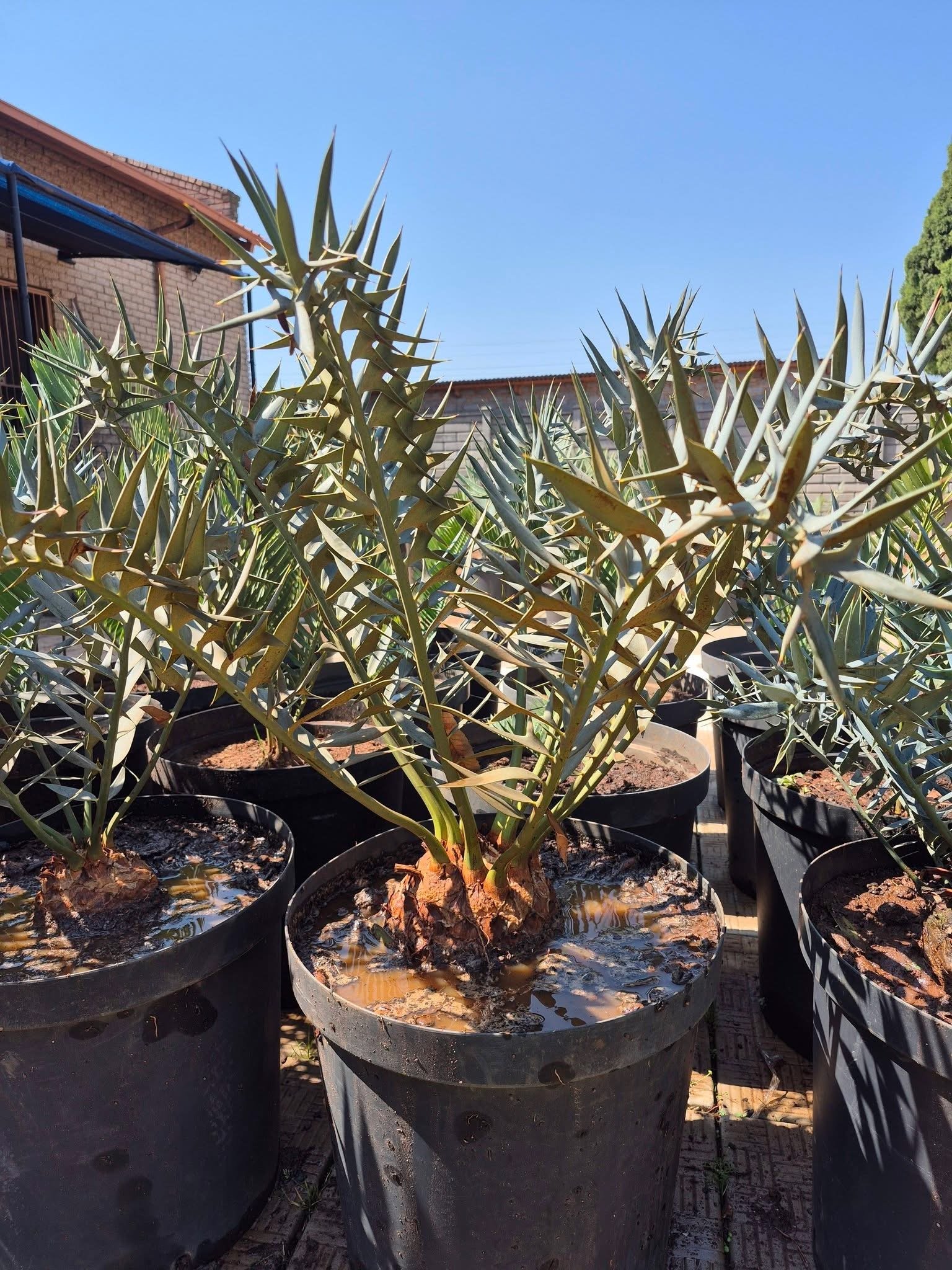 Encephalartos E.Horridus