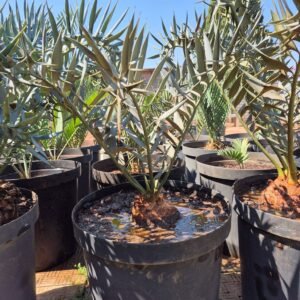 Encephalartos E.Horridus