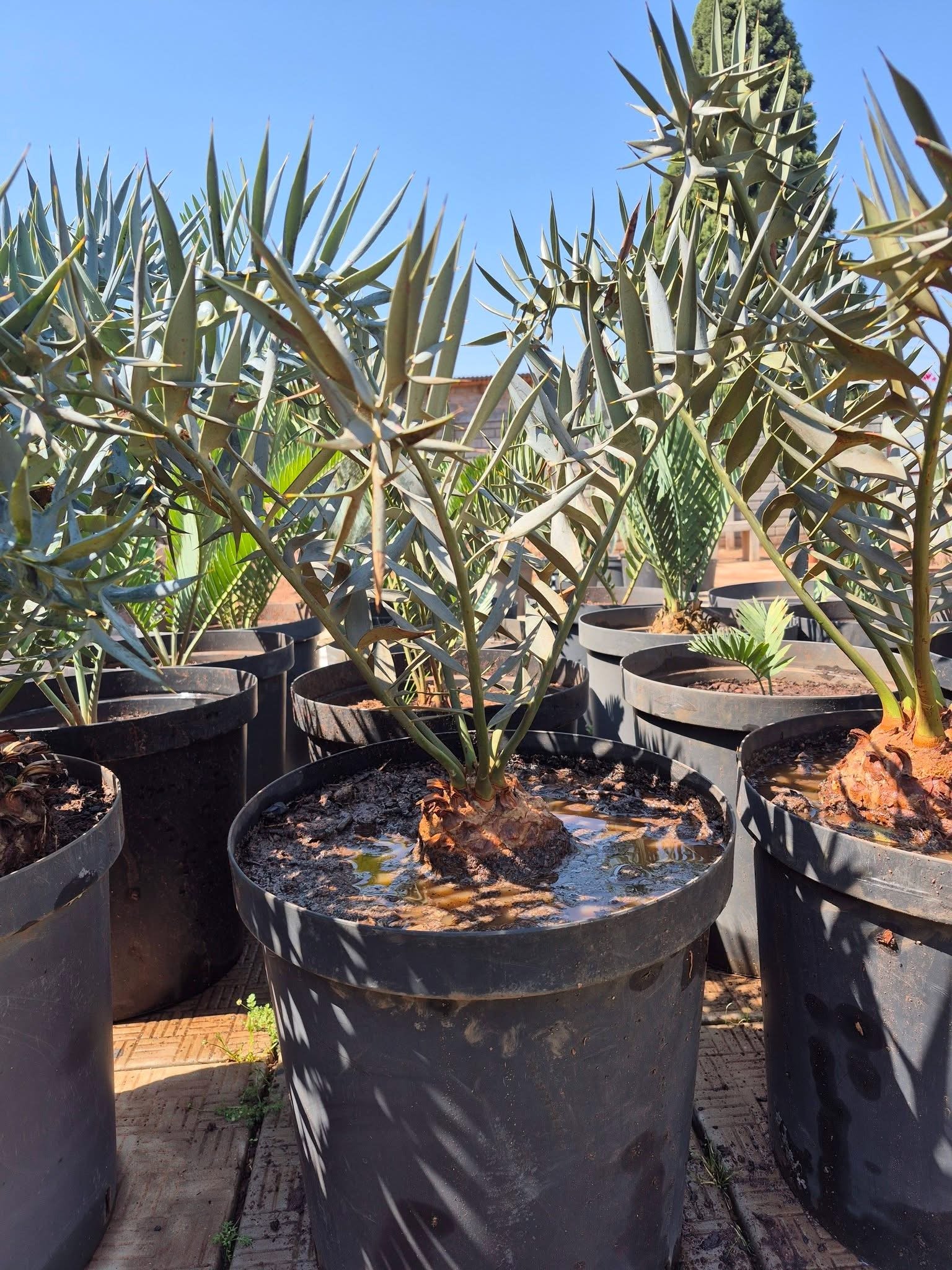 Encephalartos E.Horridus