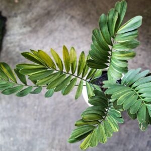 Zamia furfuracea Yellow Variegated
