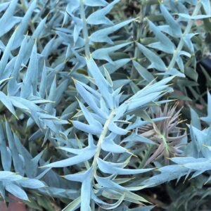 Encephalartos horridus True Blue